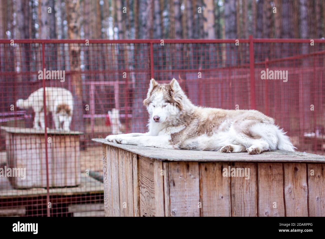 Siberian husky dog lying on a wooden house. The dog is lying, bored and ...