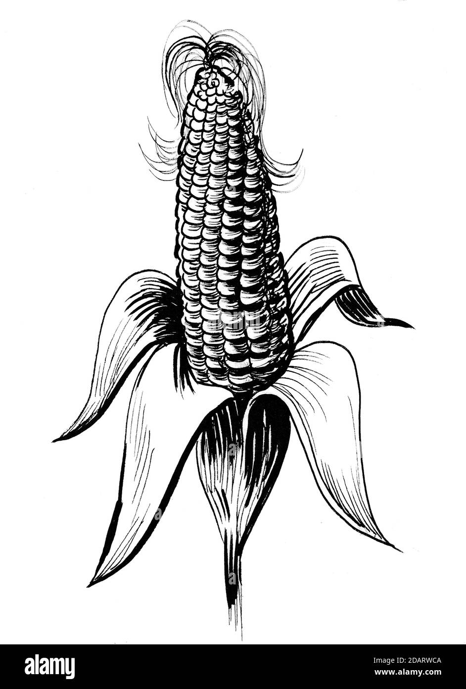Corn plant crop. Ink black and white drawing Stock Photo