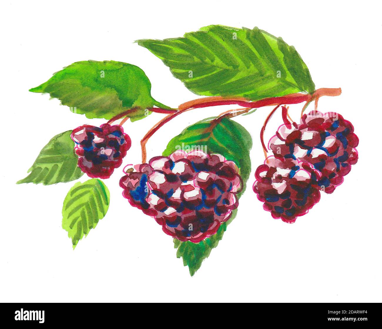 Blackberry branch Cut Out Stock Images & Pictures Alamy