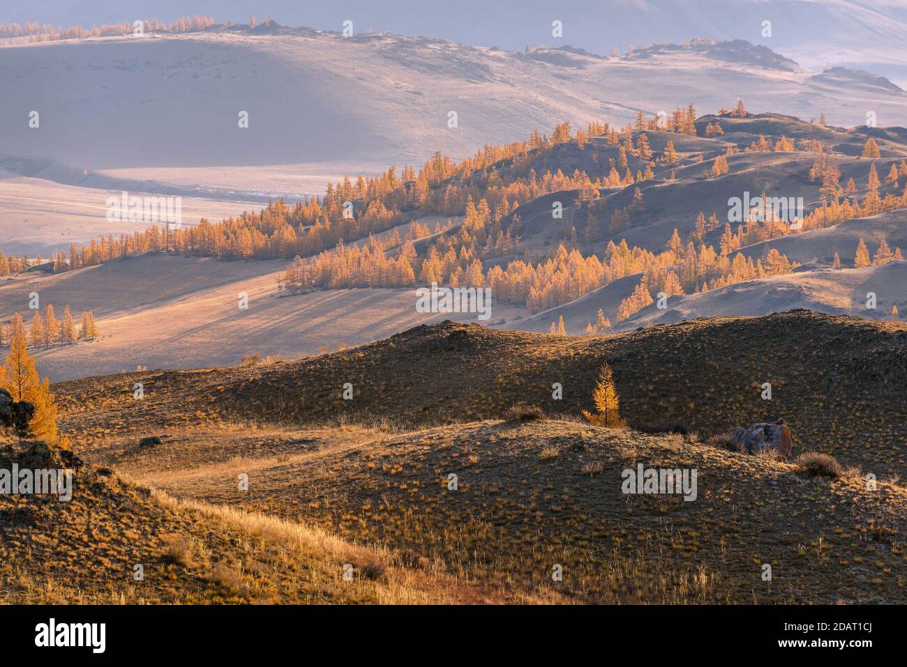 Golden larch hi-res stock photography and images - Alamy
