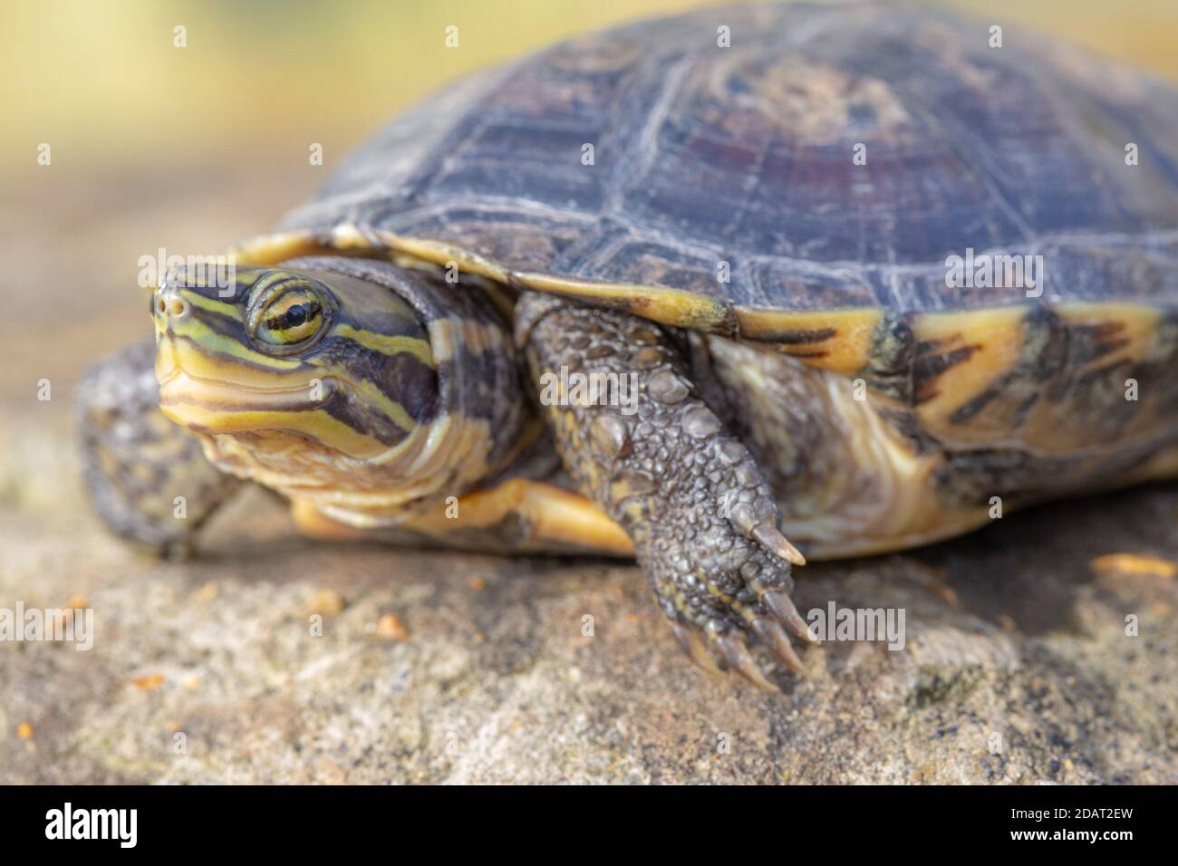 Annam Leaf Turtle (Mauremys annamensis). Critically Endangered Species ...