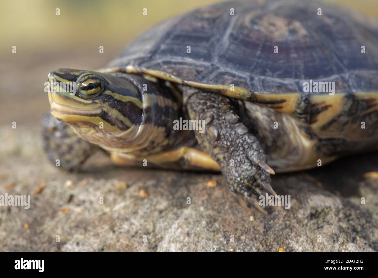 Annam Leaf Turtle (Mauremys annamensis). Critically Endangered Species. Freshwater, omnivorous terrapin. Yellow striped head and neck, scaled, clawed Stock Photo