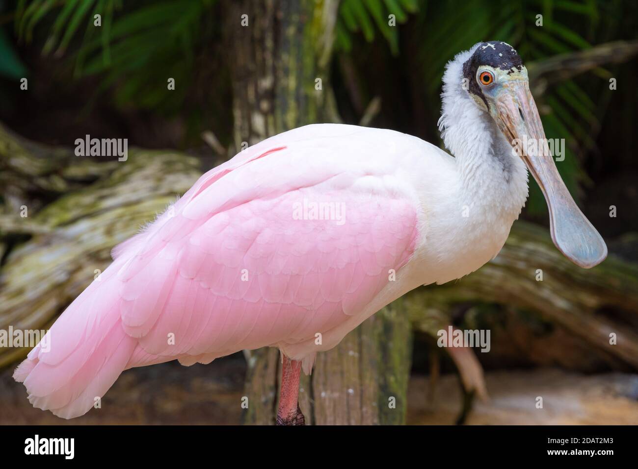 Roseate Spoonbill (Platalea ajaja) at Busch Gardens Tampa Bay in Tampa, Florida. (USA) Stock Photo