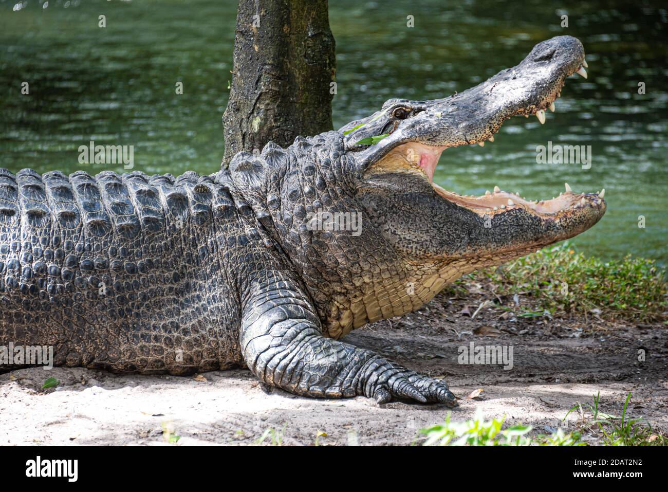 Large alligator (Alligator mississippiensis) sunning with mouth open at Busch Gardens Tampa Bay in Tampa, Florida. (USA) Stock Photo