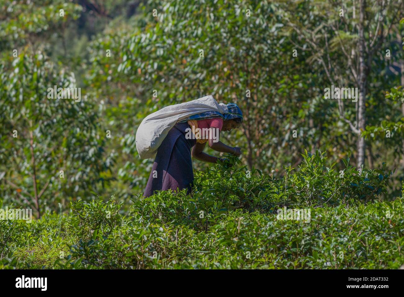 HUTTON, SRI LANKA - MARCH 20, 2015: A woman collects tea on a mountain plantation Stock Photo