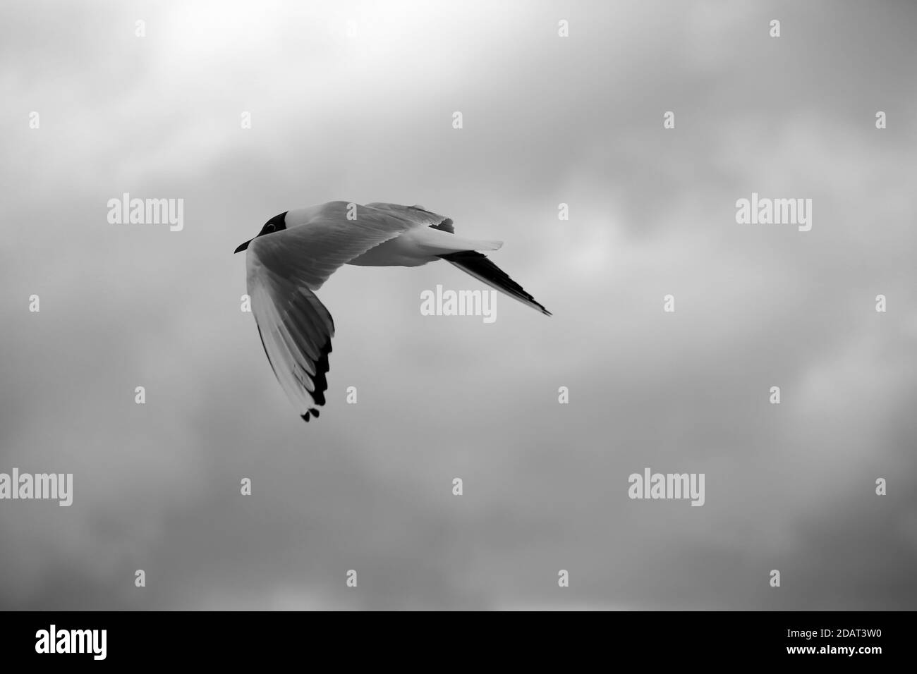 Common birds from the beach by the sea are looking for food Stock Photo