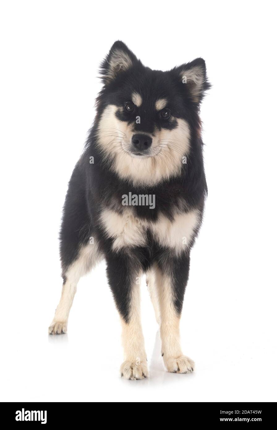 Finnish Lapphund in front of white background Stock Photo - Alamy