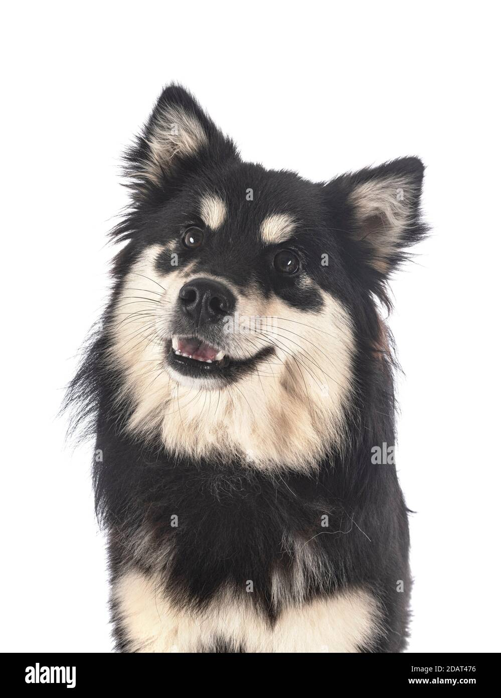 Finnish Lapphund in front of white background Stock Photo - Alamy