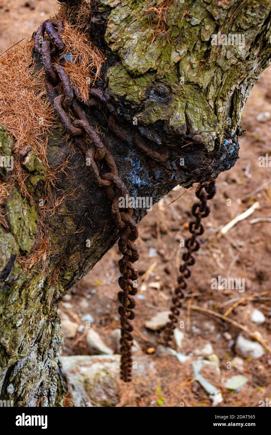 Tree grows over chain tied around branch Stock Photo