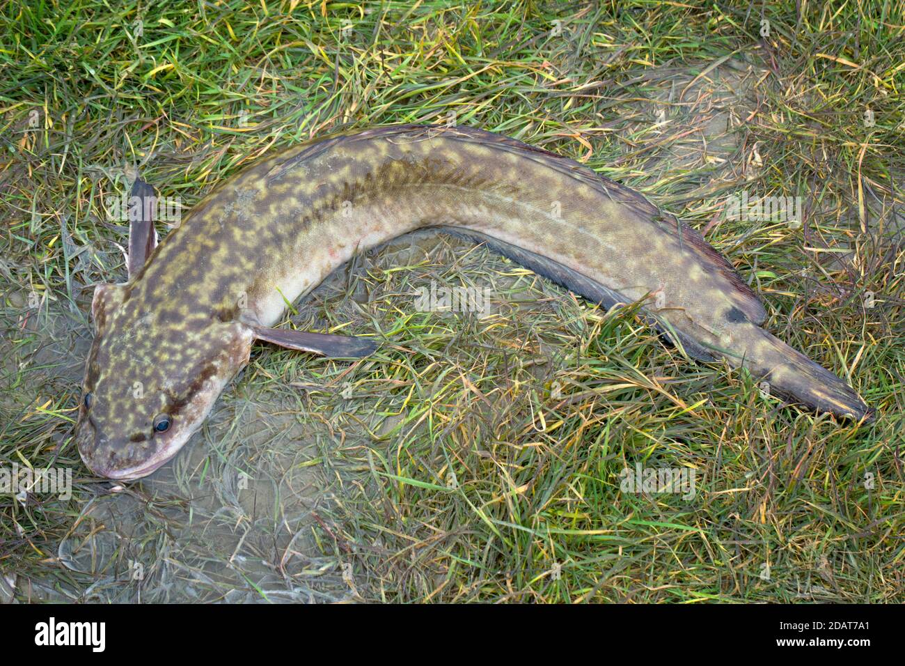 Burbot ( lota lota) is a river predatory fish that lives in the northern rivers of Siberia Stock Photo