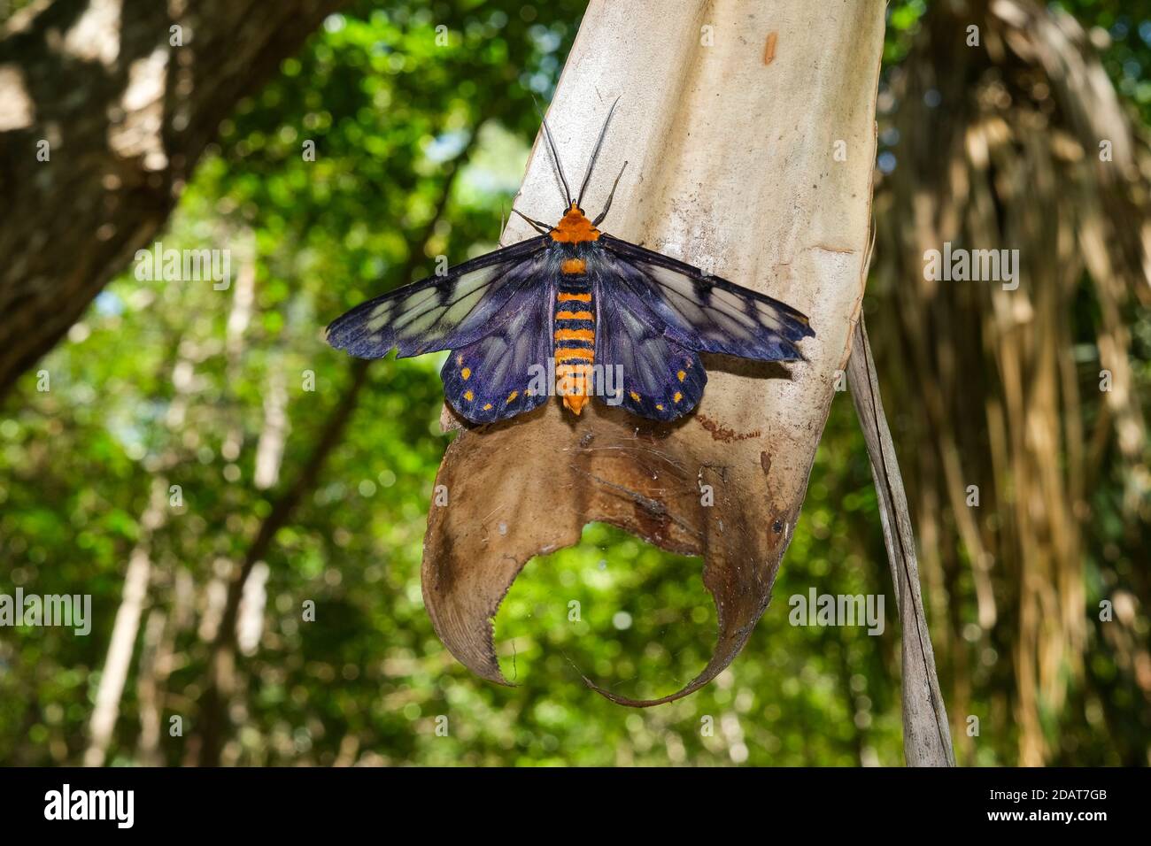 Dysphania fenestrata, also known as Dysphania numana or The Four O'clock Moth, in natural habitat in Darwin in the Northern Territory, Australia Stock Photo