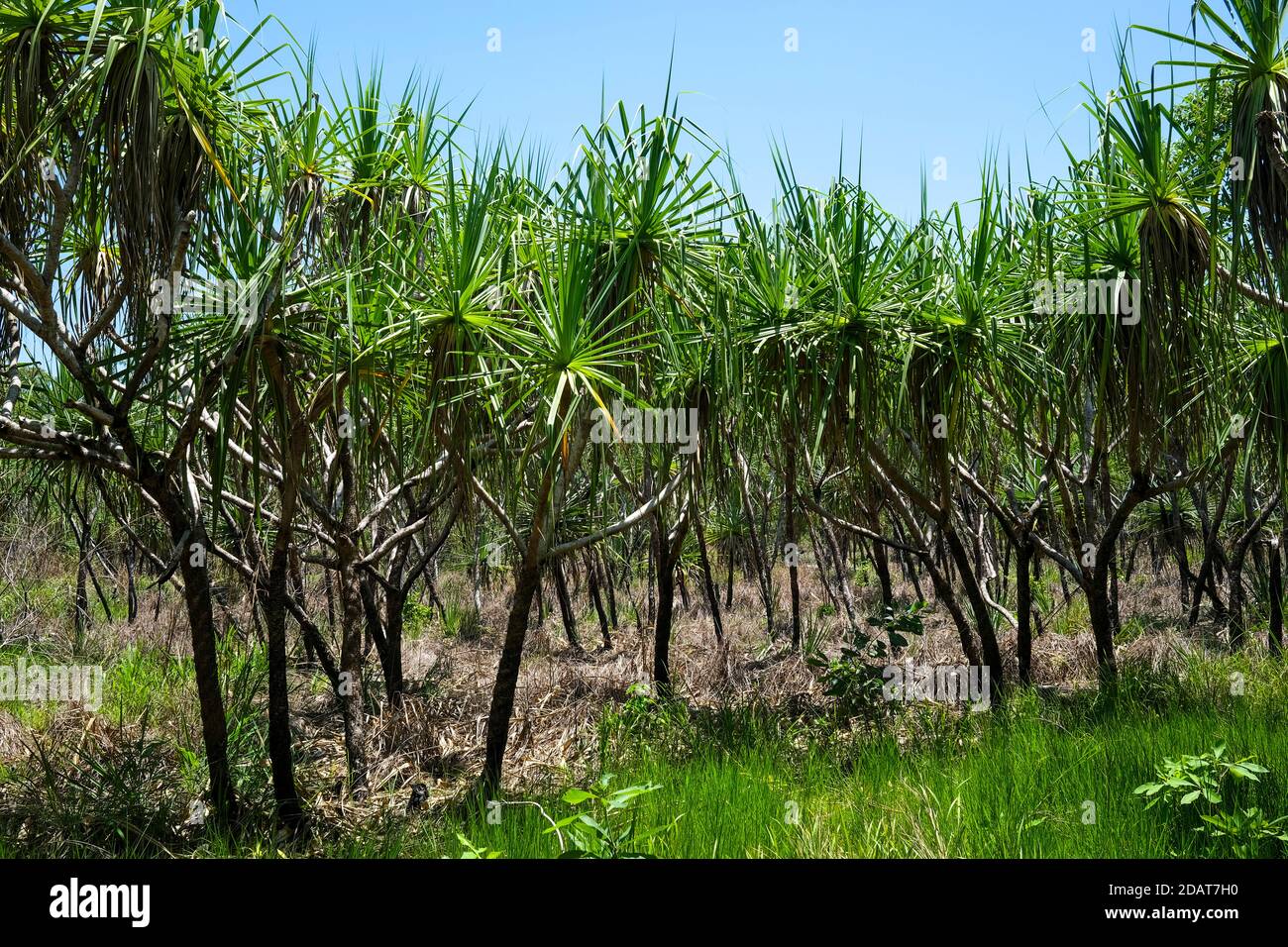 Pandanus spiralis forest in the Northern Territory of Australia Stock