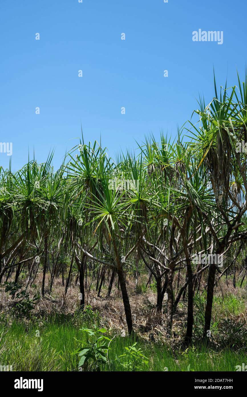 Pandanus spiralis forest in the Northern Territory of Australia Stock
