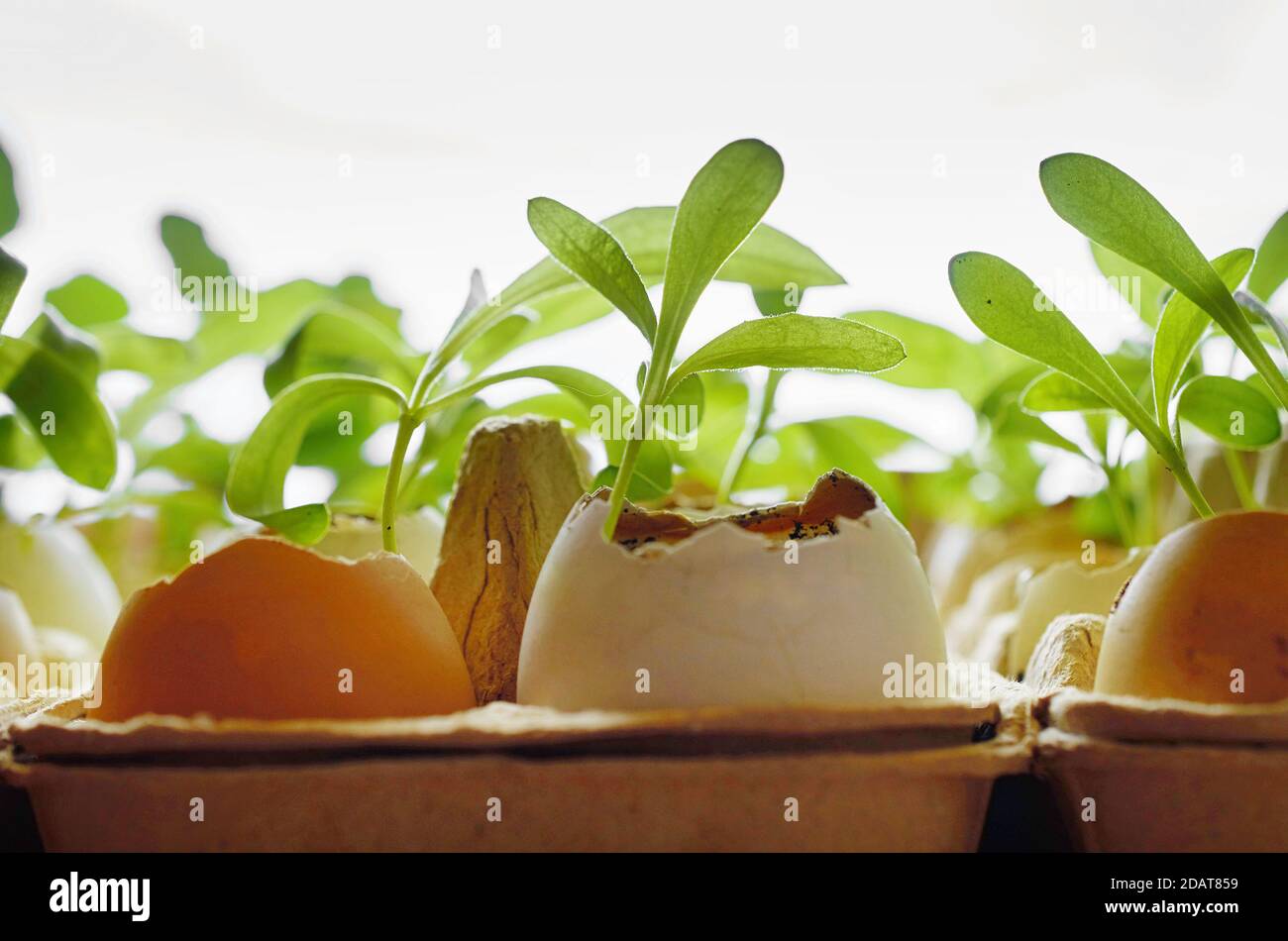 small plants grow in eggshells on a white background horizontal format Stock Photo
