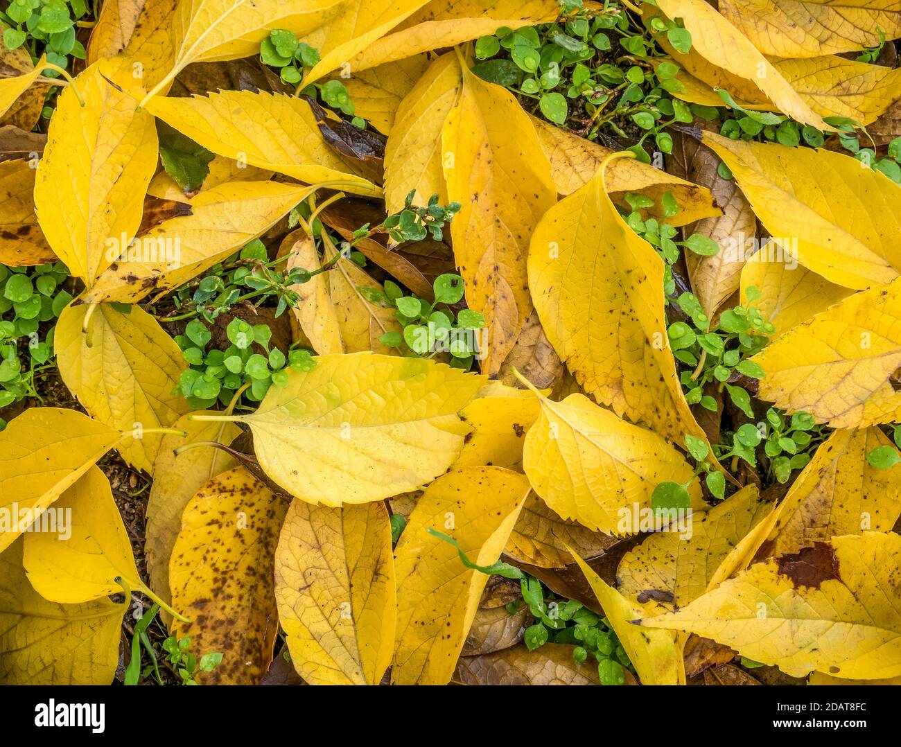 Golden carpet of leaves hi-res stock photography and images - Alamy
