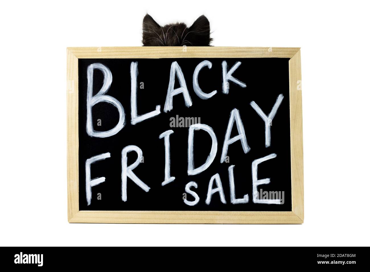 Black ears and head of a kitten behind a sign with a white chalk inscription Black Friday Sale, isolated on a white background Stock Photo