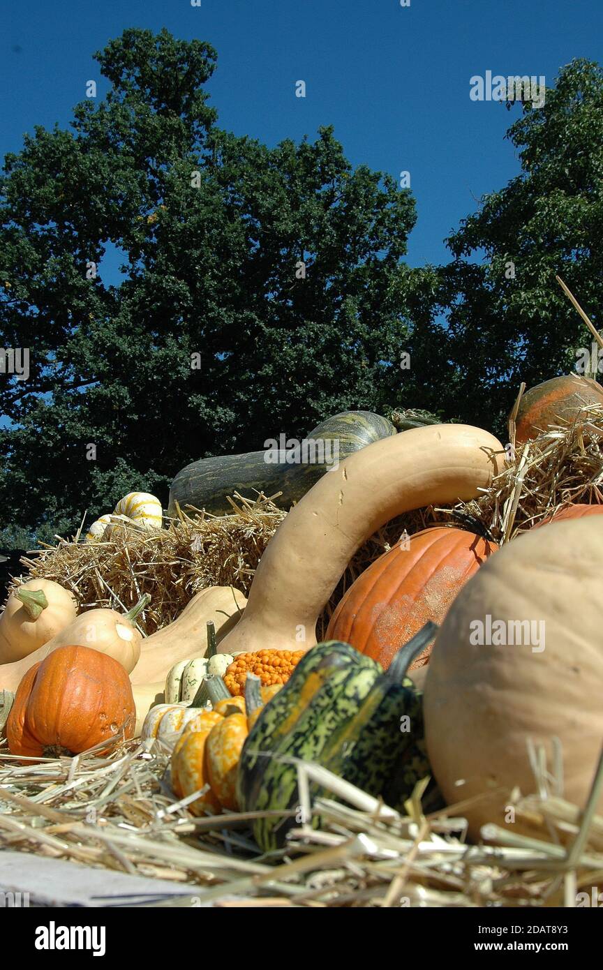 pumpkins in germany Stock Photo