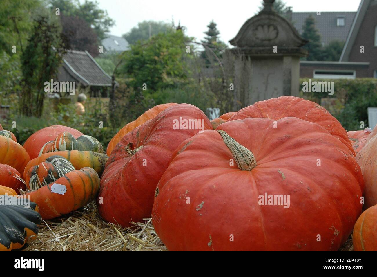 pumpkins in germany Stock Photo