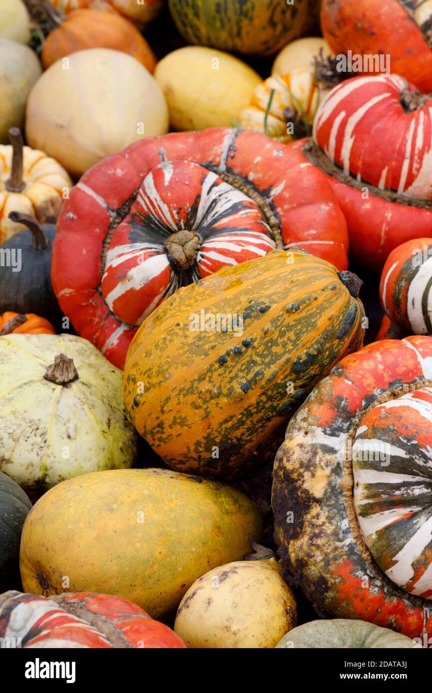 Cucurbita maxima. Colourful squash and pumpkins display at RHS Wisley. Stock Photo