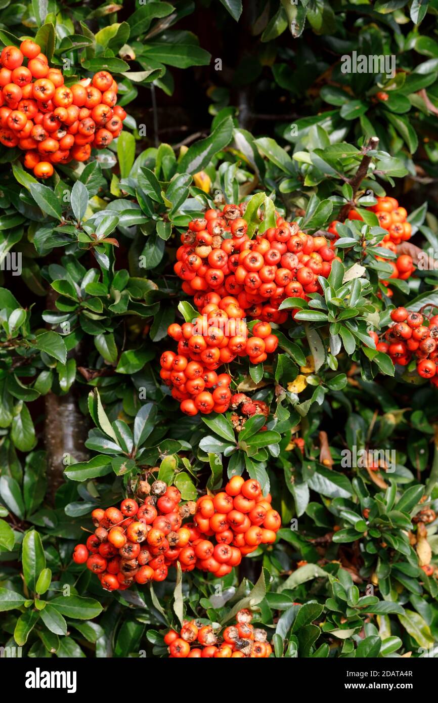 Pyracantha 'Saphyr Rouge' berries. Stock Photo