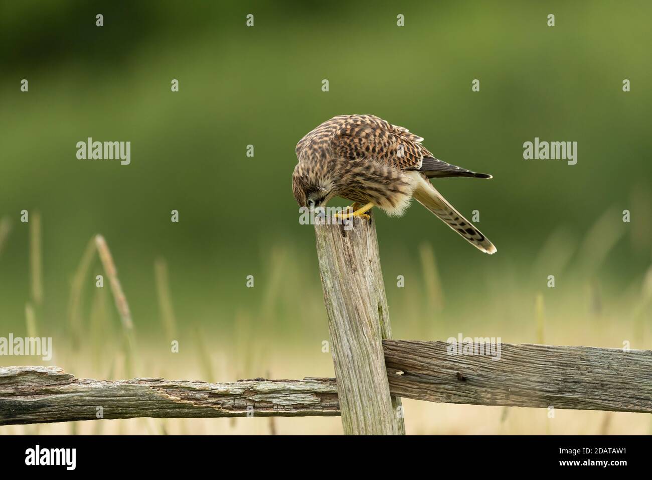 Kestrel (Falco tinnunculus) cleaning its beak on a post Stock Photo