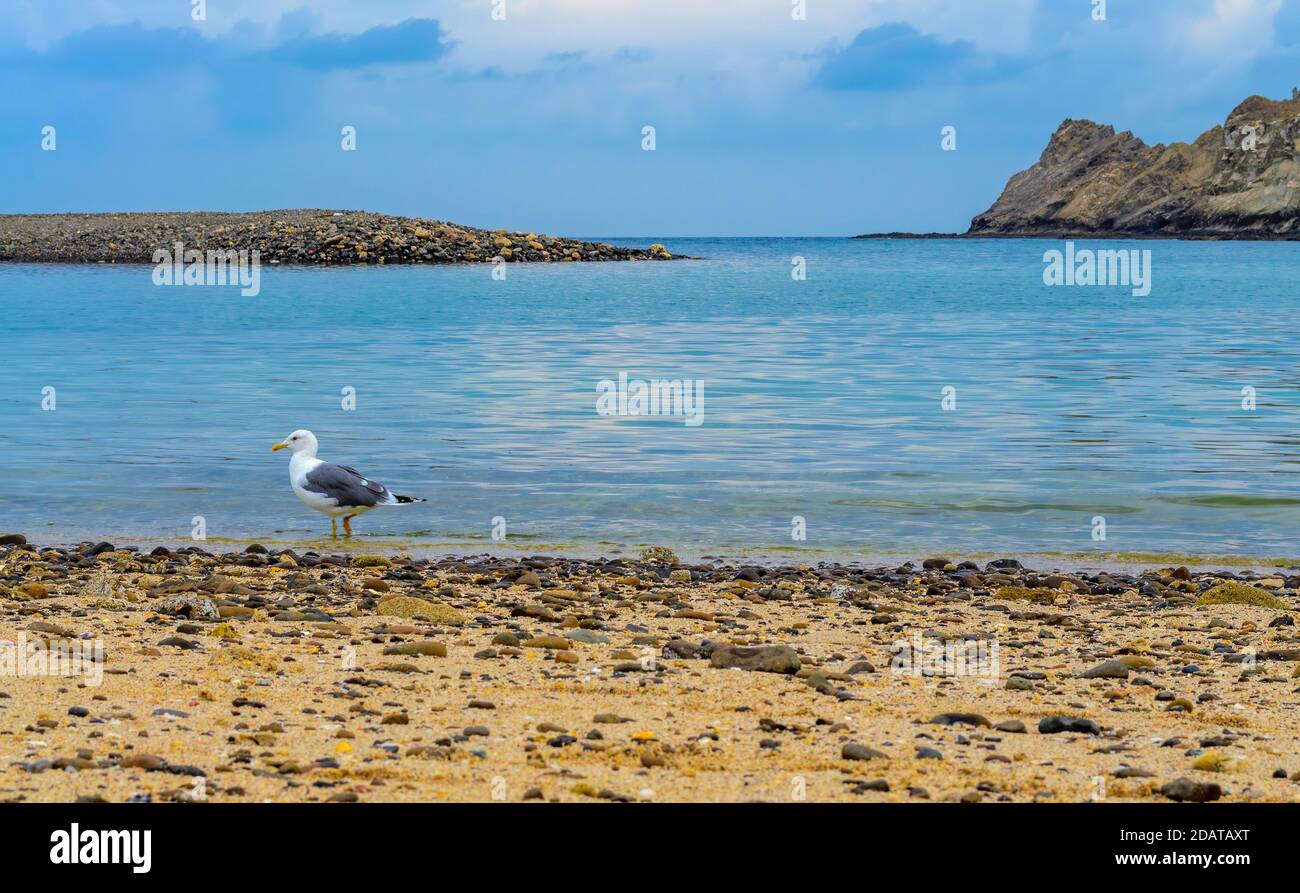 Seagull strolling on a beautiful beach in Muscat, Oman. Stock Photo