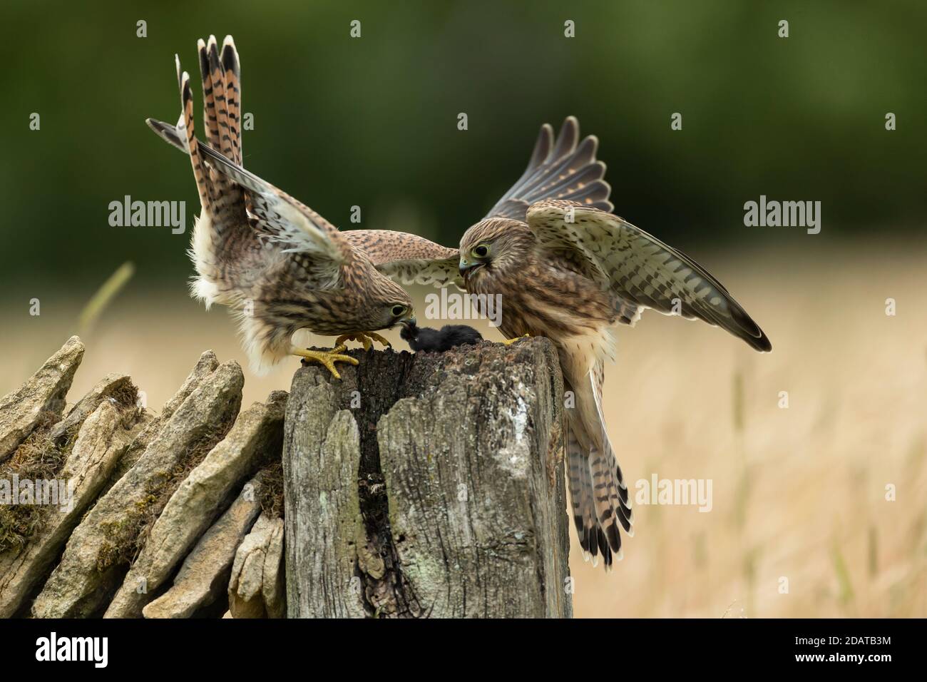 Kestrels (Falco tinnunculus) feeding on a wall Stock Photo