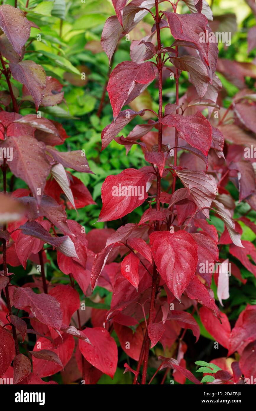Cornus sericea 'Baileyi' stems in Autumn. Stock Photo