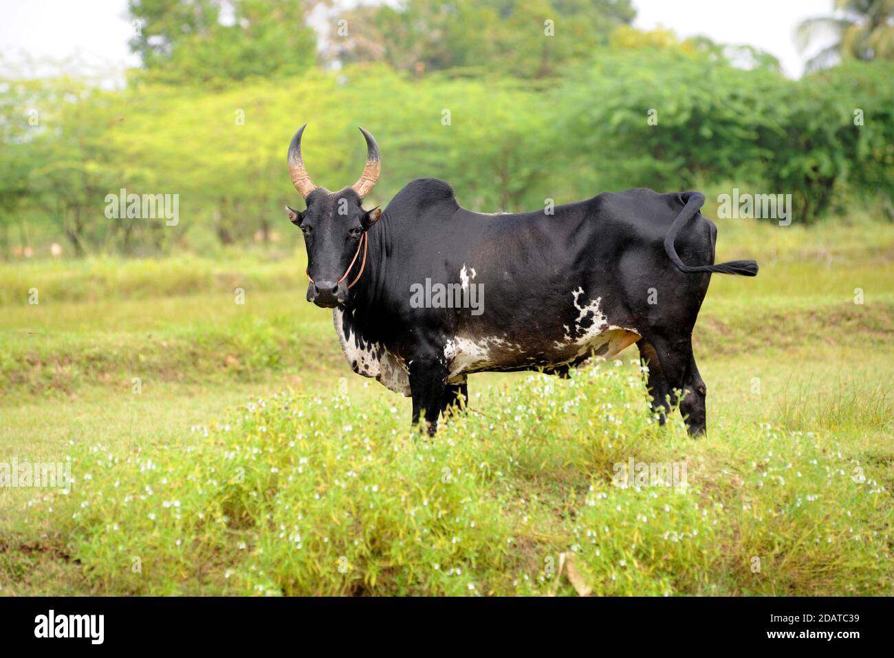 Kangayam kaalai bull hi-res stock photography and images - Alamy