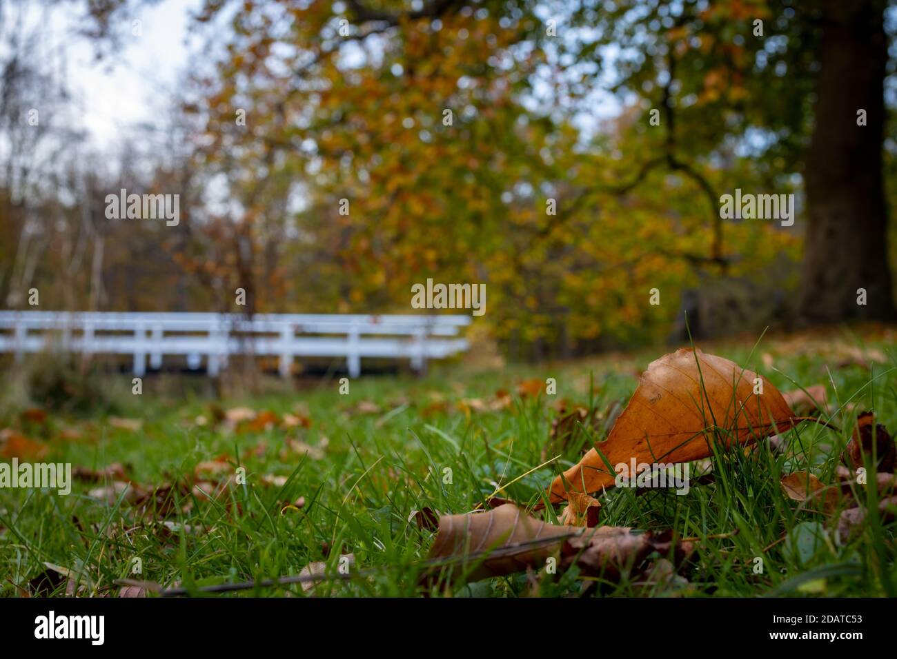 fallen autumn leaves macro photography fall season Stock Photo