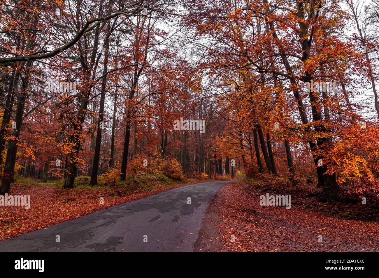 asphalt road in the autumn forest Stock Photo - Alamy