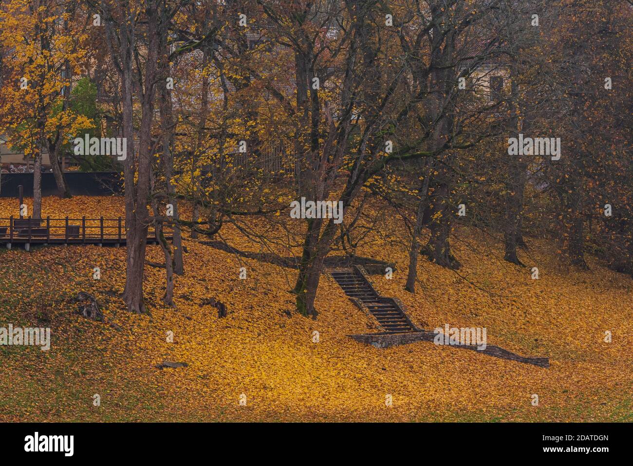 the stairs are surrounded by autumn yellow colors with yellow leaves that have fallen from adjacent trees Stock Photo