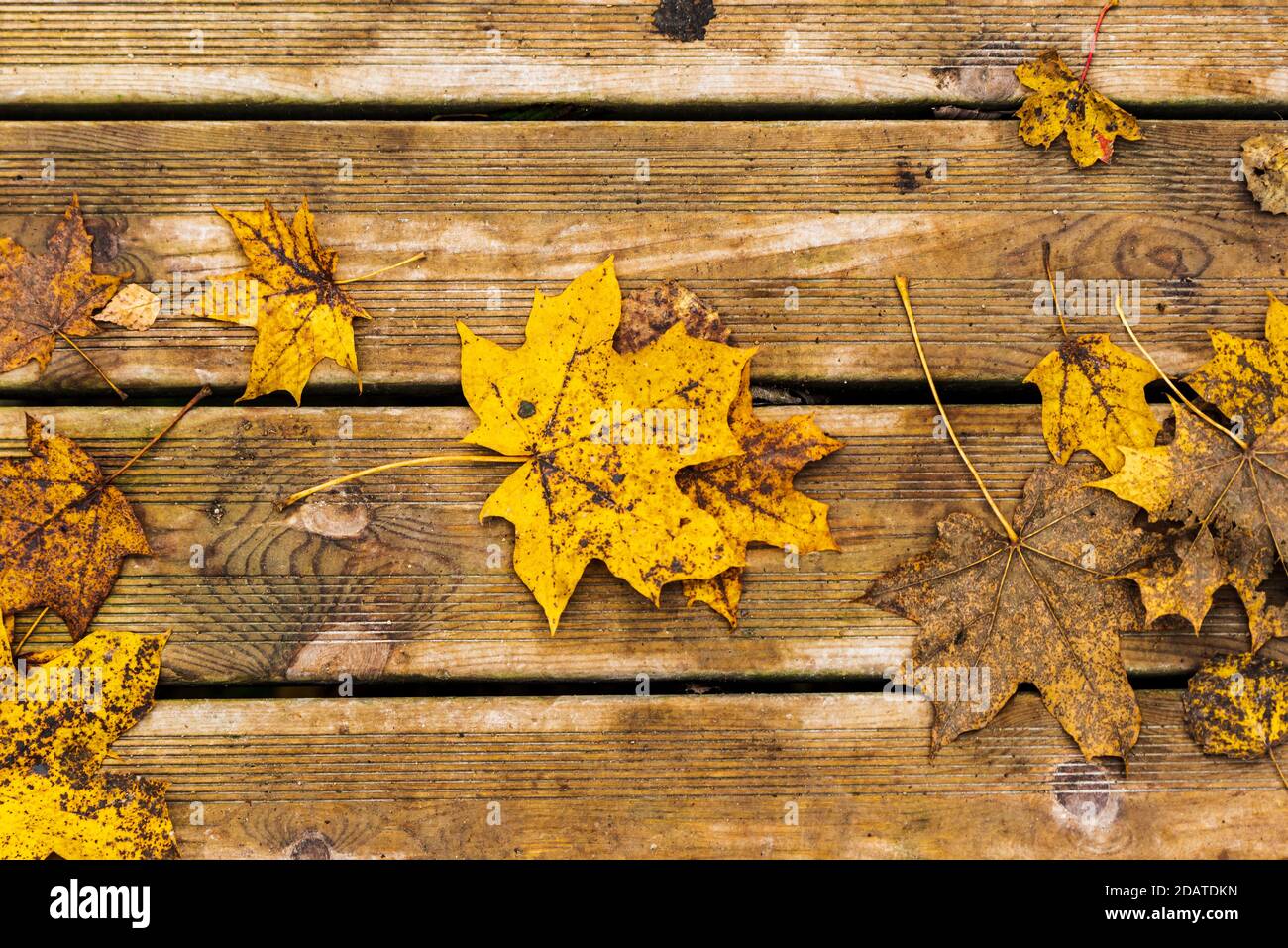 fallen leaves on wooden boards more interesting and brighter than each other, both yellow and orange and even brown Stock Photo