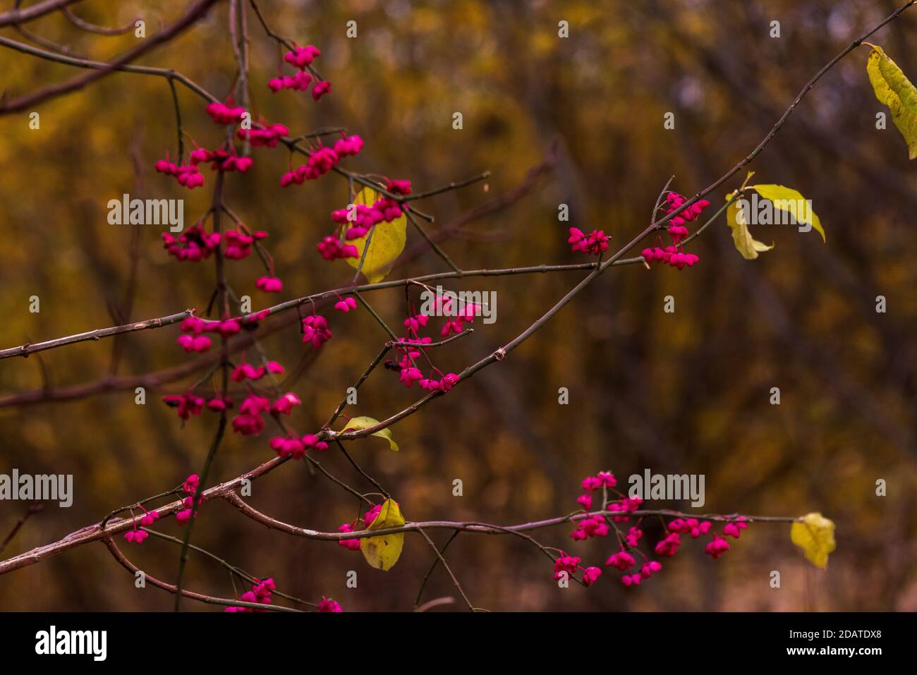 pink flowers bloomed on the branches of the trees during the autumn and another leaf remained on the branches before the winter cold Stock Photo