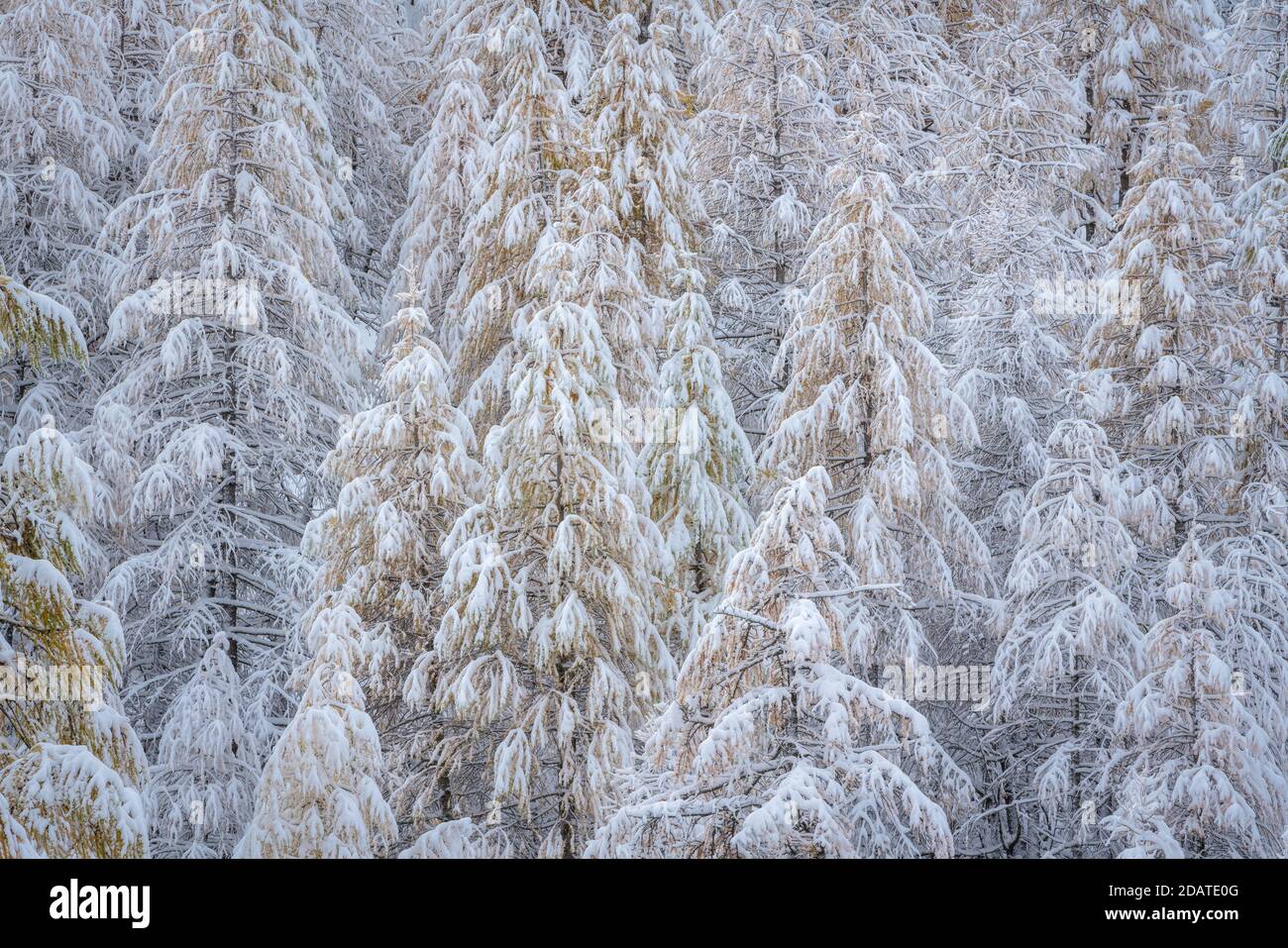 Snowy larch tree forest in Col de La Cayolle, Mercantour National Park in Winter. Ubaye Valley, Alpes-de-Haute-Provence, Alps, France Stock Photo
