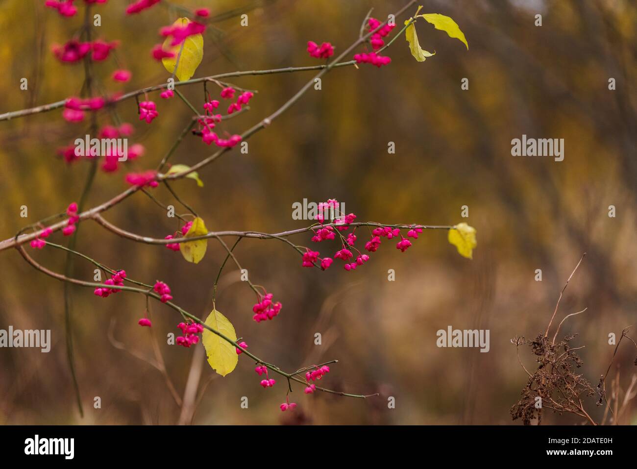 pink flowers bloomed on the branches of the trees during the autumn and another leaf remained on the branches before the winter cold Stock Photo