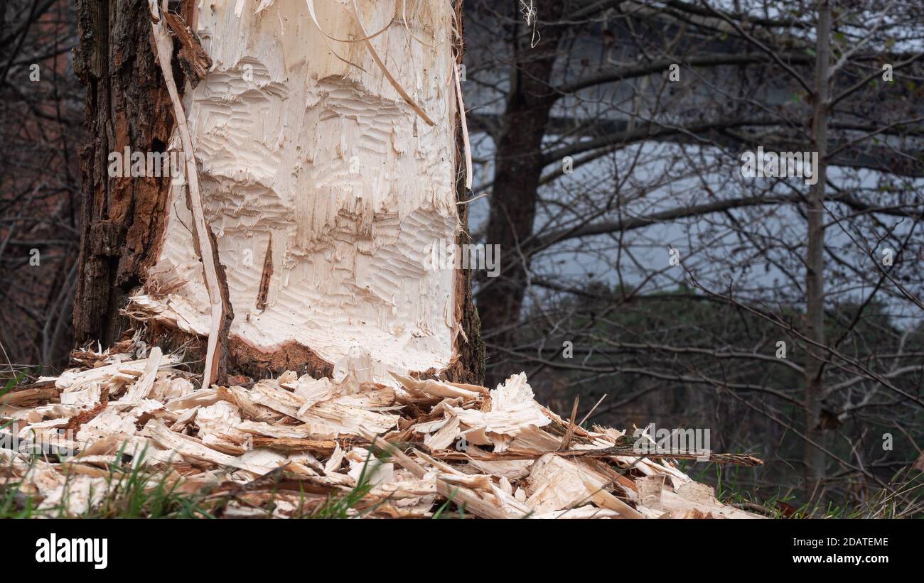 Beaver teeth marks on pine tree. The marks and the spilling were found close to the Stockholm city centre. Animal and wildlife concept. Stock Photo