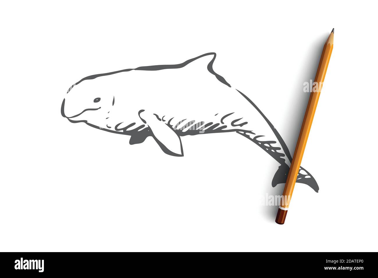 Beluga, sea, water, wildlife, hausen concept. Hand drawn isolated vector. Stock Vector