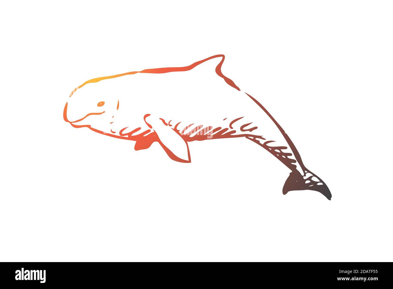Beluga, sea, water, wildlife, hausen concept. Hand drawn isolated vector. Stock Vector