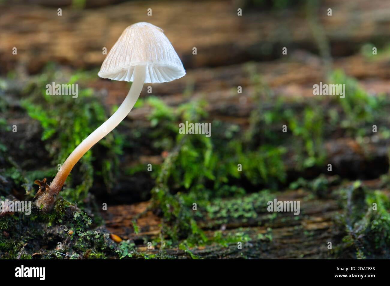 One lone fairy inkcap toadstool on a mossy log Stock Photo