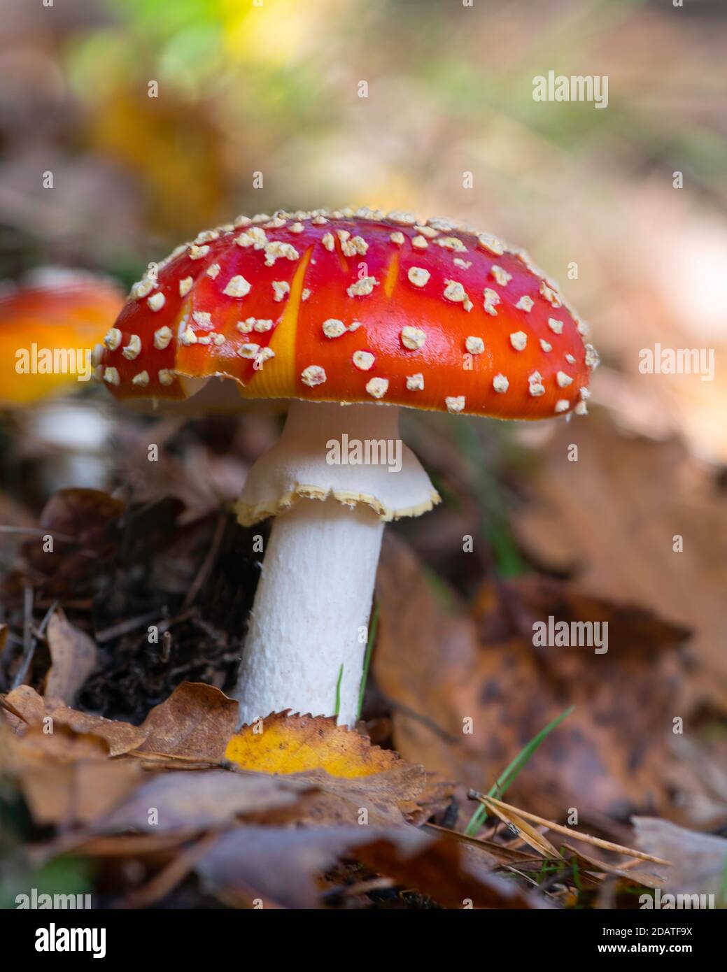 One red fly agaric toadstool on woodland floor Stock Photo