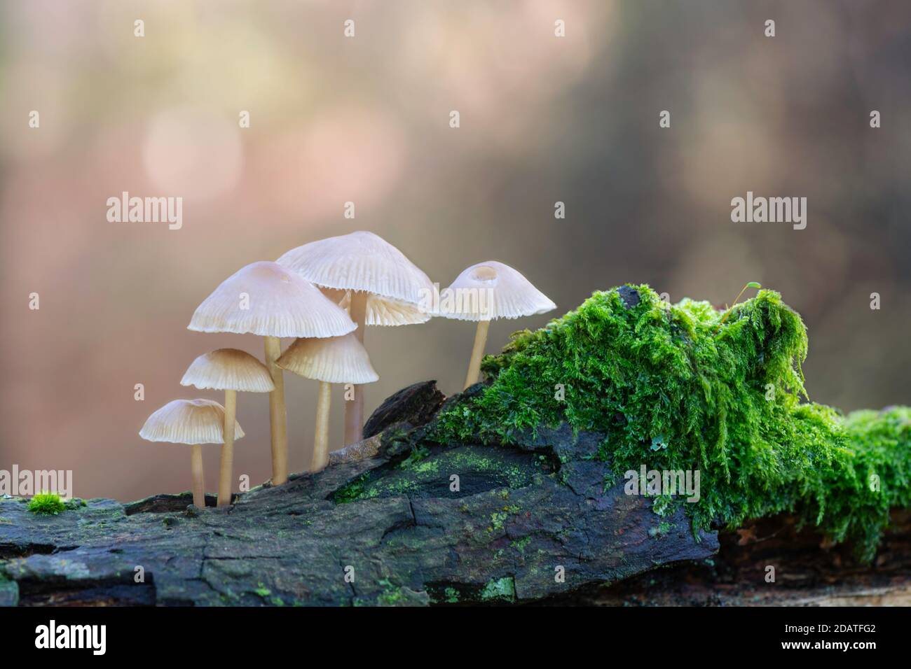 Cluster of fairy inkcap toadstools on a mossy log against bokeh background Stock Photo