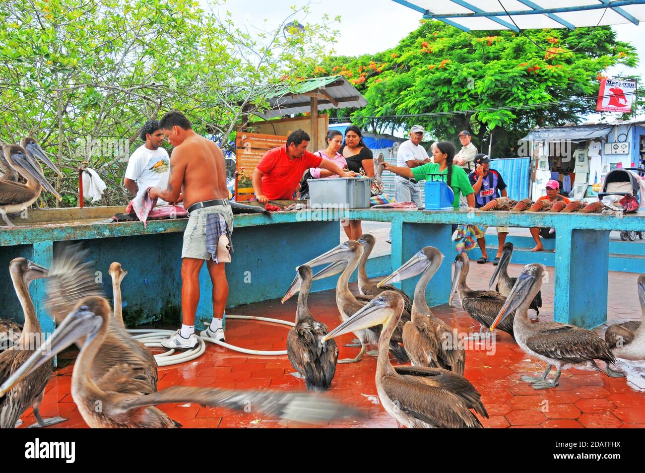 fish market, Puerto Ayora, Santa Cruz Island, Galapagos islands, Ecuador Stock Photo