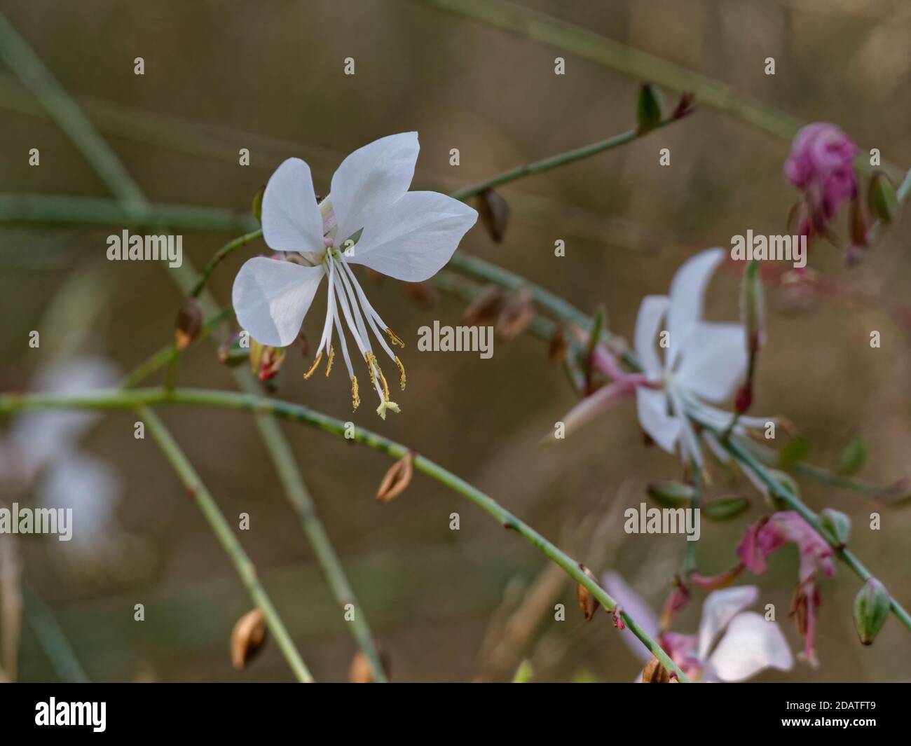 Closeup shot of the pretty delicate white flowers of gaura lindheimeri Stock Photo