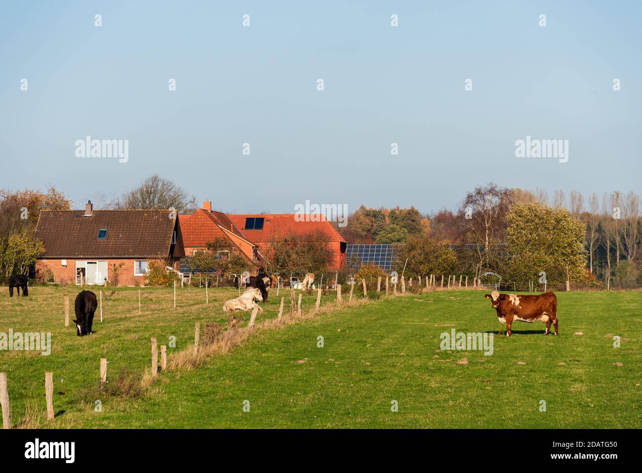 Freilaufende Rinder auf einer Wiese in Schleswig-Holstein Stock Photo