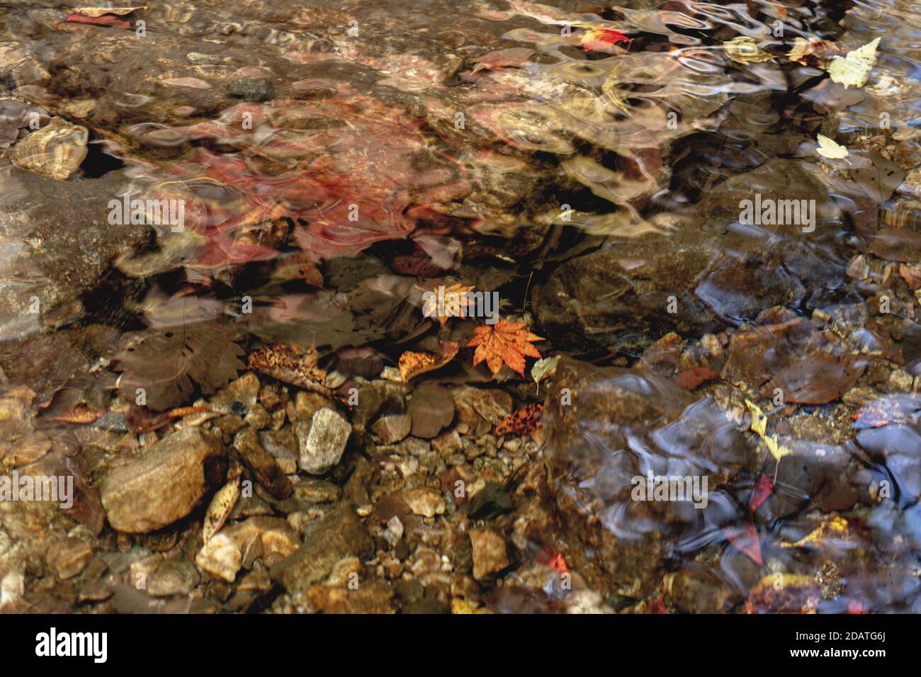 Dead leaves on the water hi-res stock photography and images - Alamy