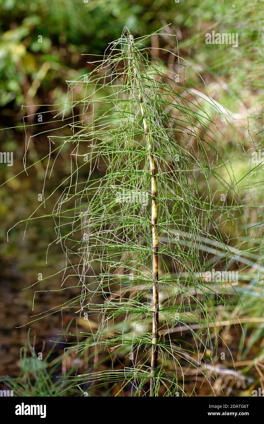 Great Horsetail - Equisetum telmateia, growing by Cotswold stream Stock Photo