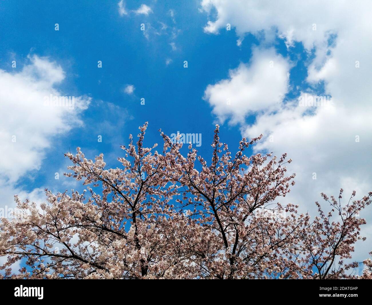 Pink cherry blossom in the garden Stock Photo - Alamy