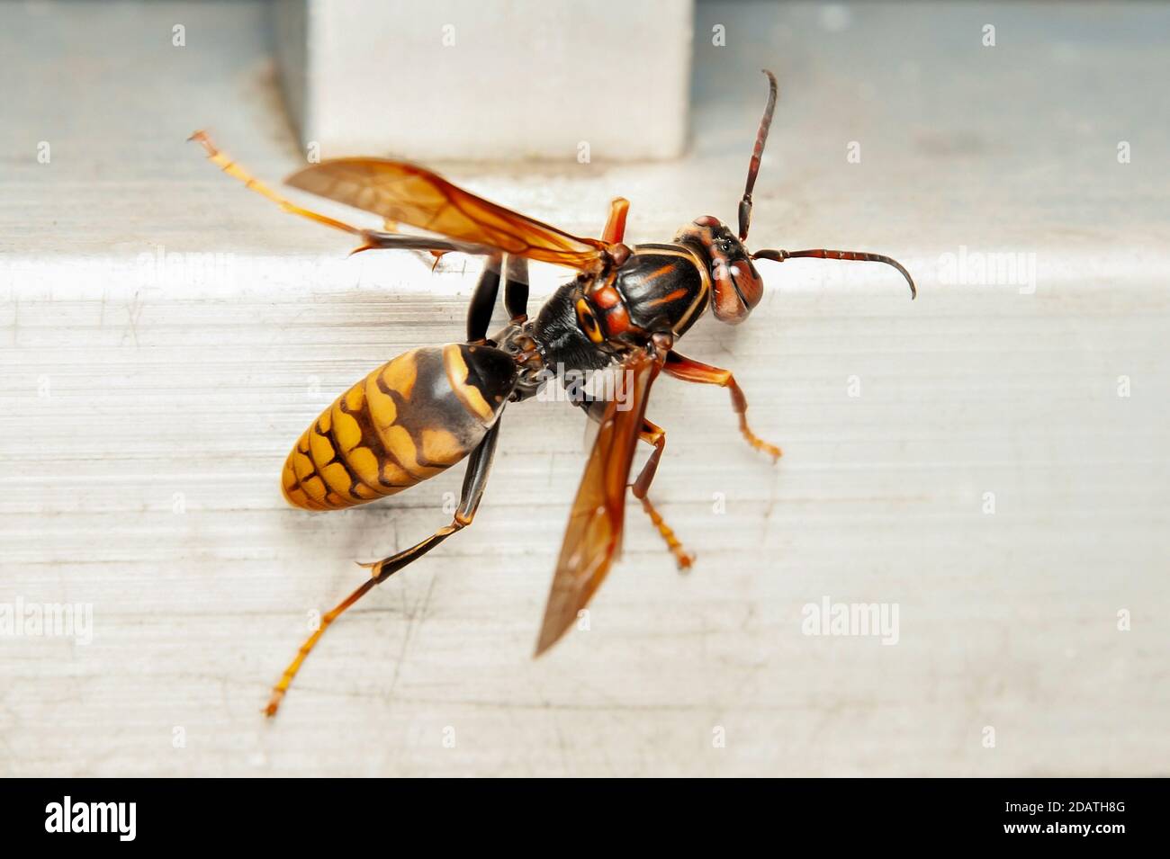 Close-up of Asian Giant Hornet or Japanese Giant Hornet (Vespa mandarinia japonica). Stock Photo
