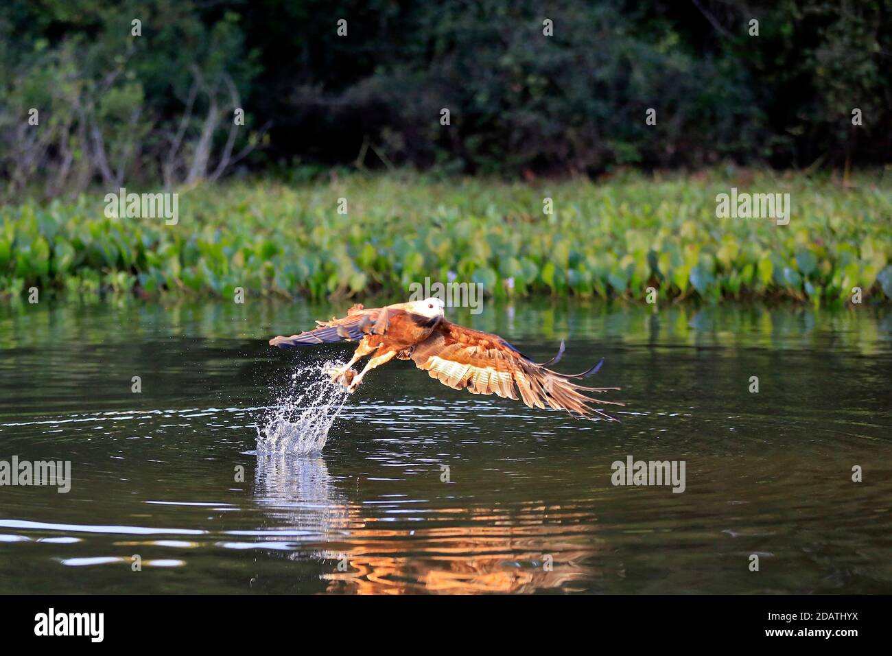 Black-collared Hawk (Busarellus nigricollis) Just Caught a Fish, in Rio Claro. Pantanal, Brazil Stock Photo